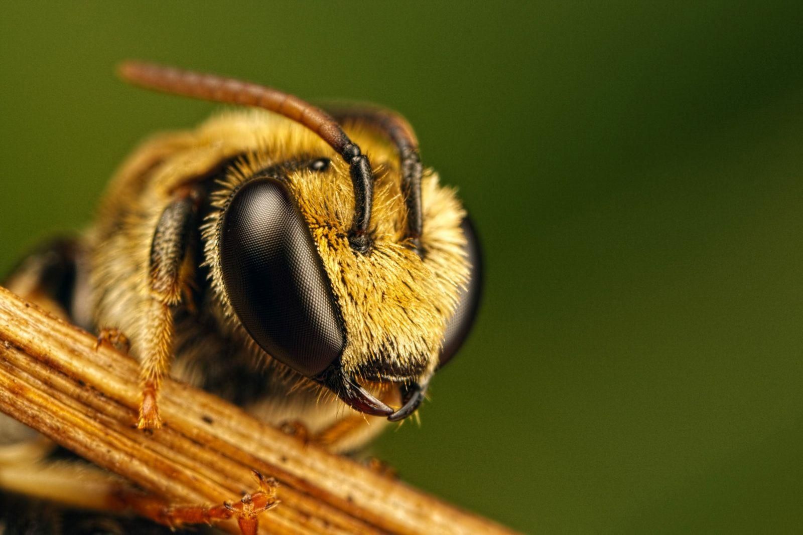 В Україні прокинулися бджоли