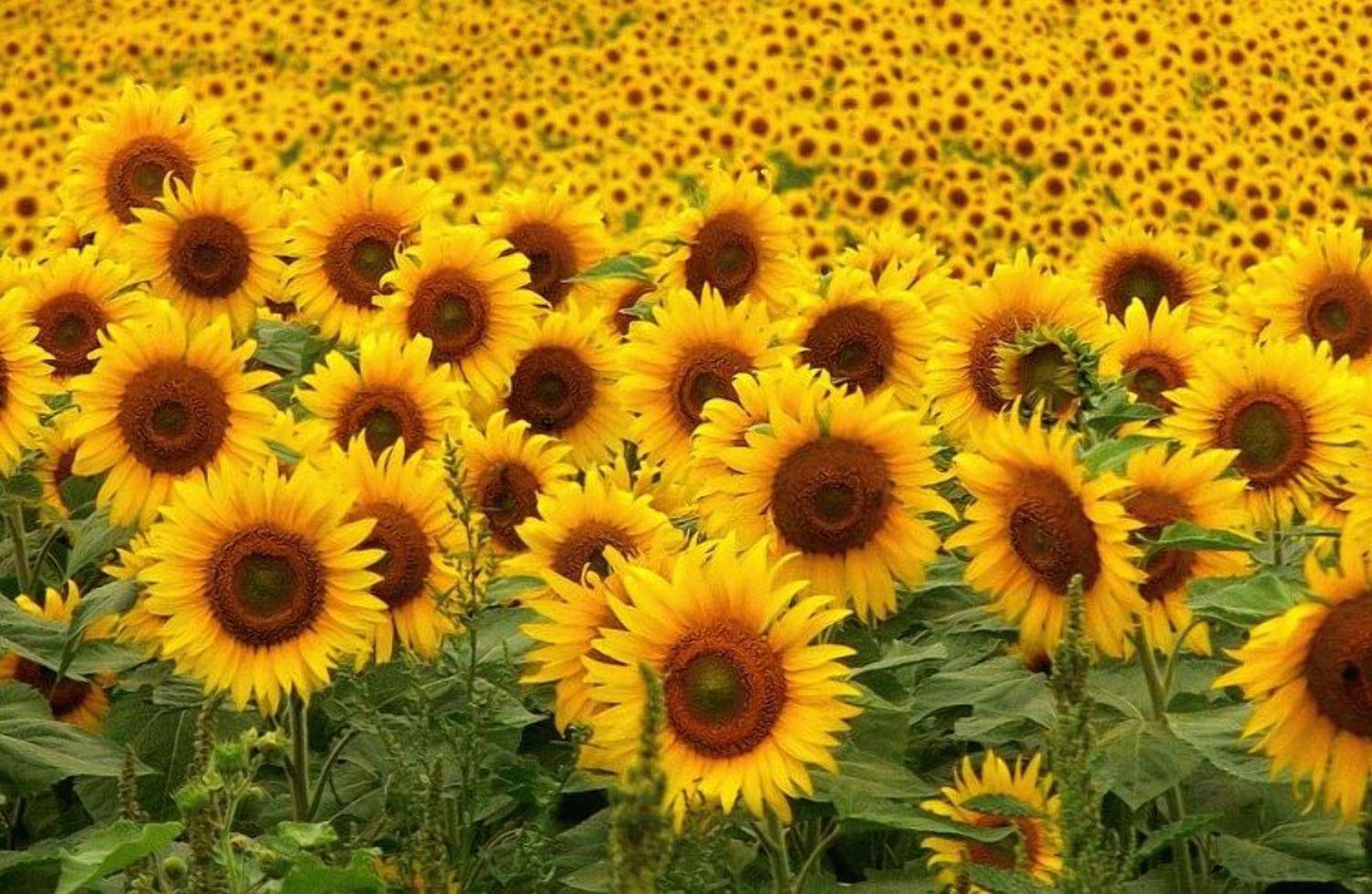 Експорт українського соняшнику виріс в десяток разів Експорт українського соняшнику виріс в десяток разів