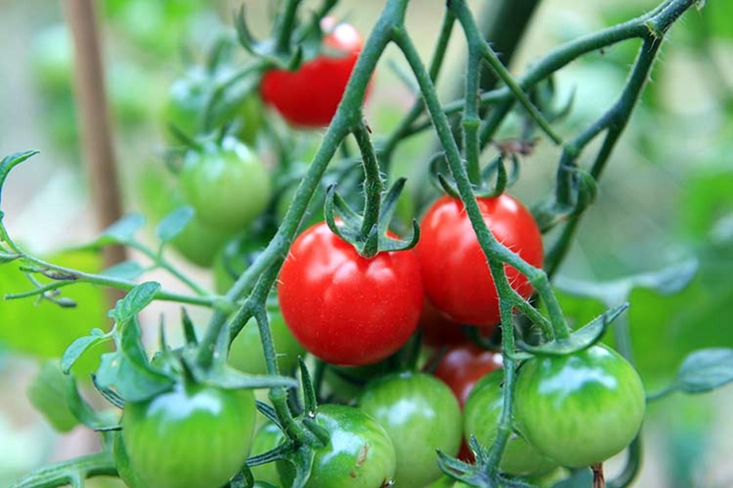 Сладкий томат черри: на Тайване вырастили уникальный продукт