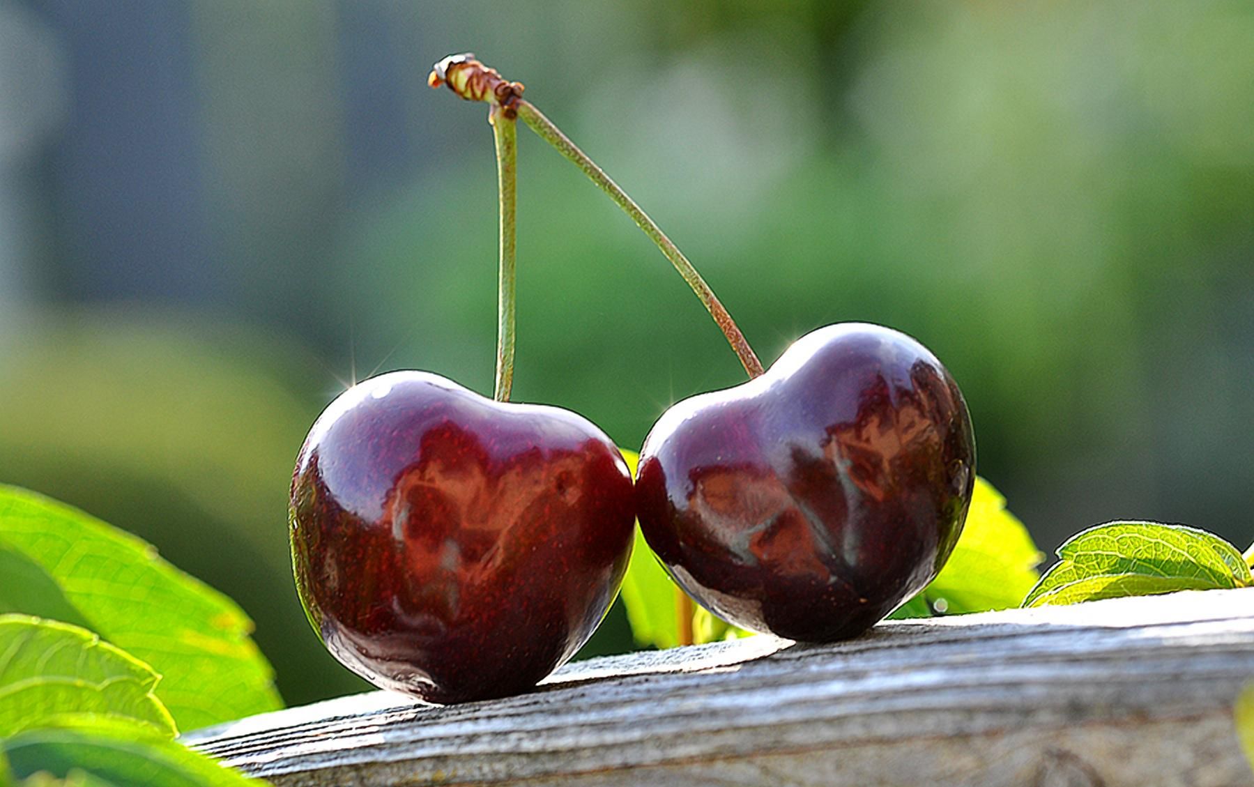 Розтріскування плодів черешні: як запобігти Розтріскування плодів черешні: як запобігти