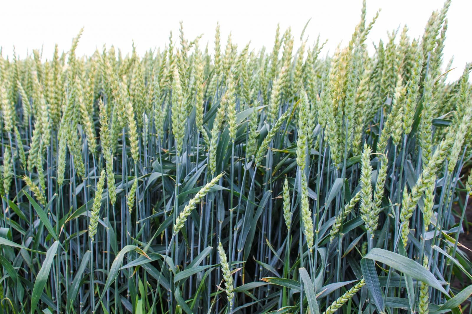 Шкідники пошкодили озиму пшеницю на Херсонщині