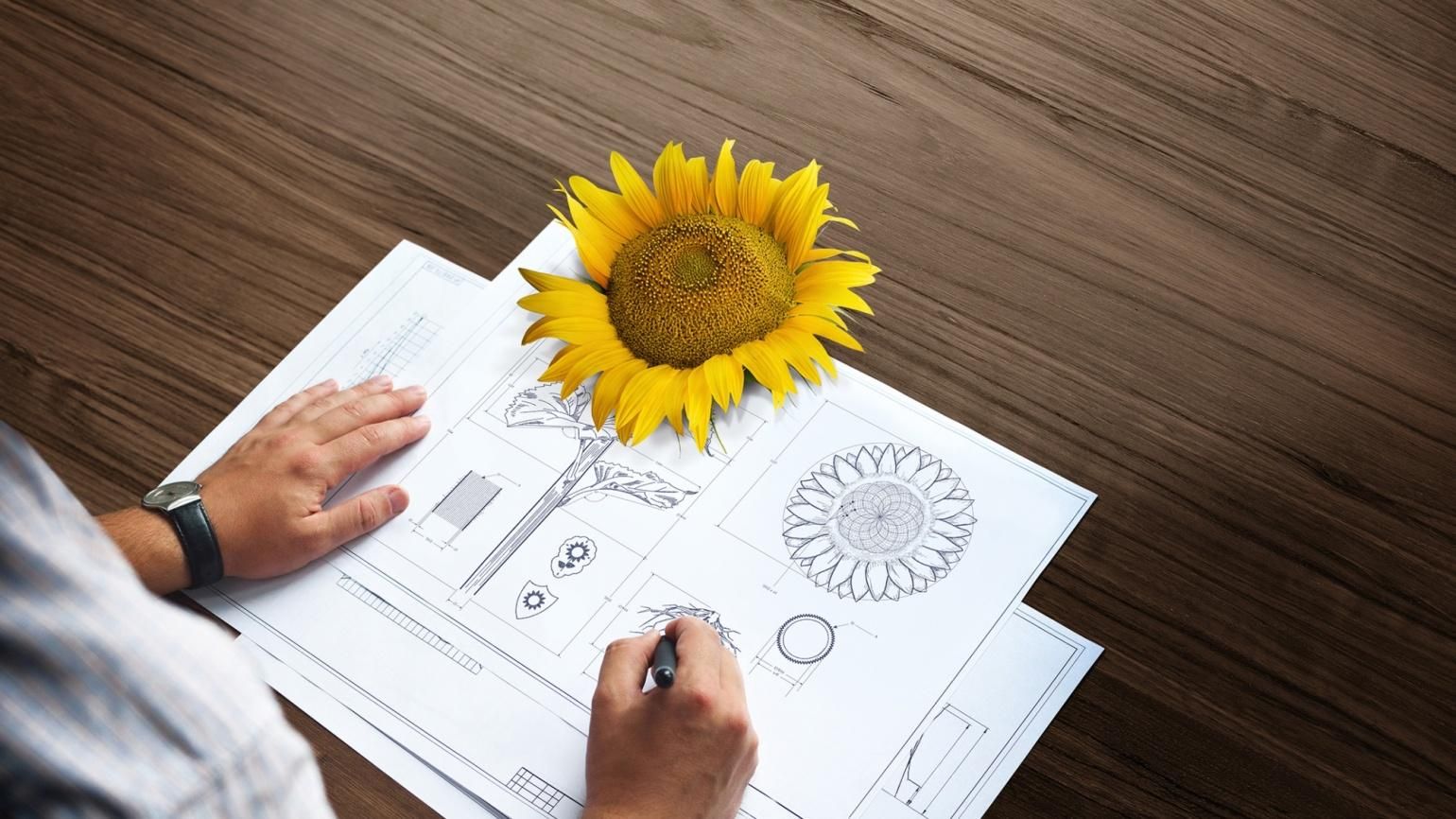 Соняшник і Архітект® Соняшник і Архітект®