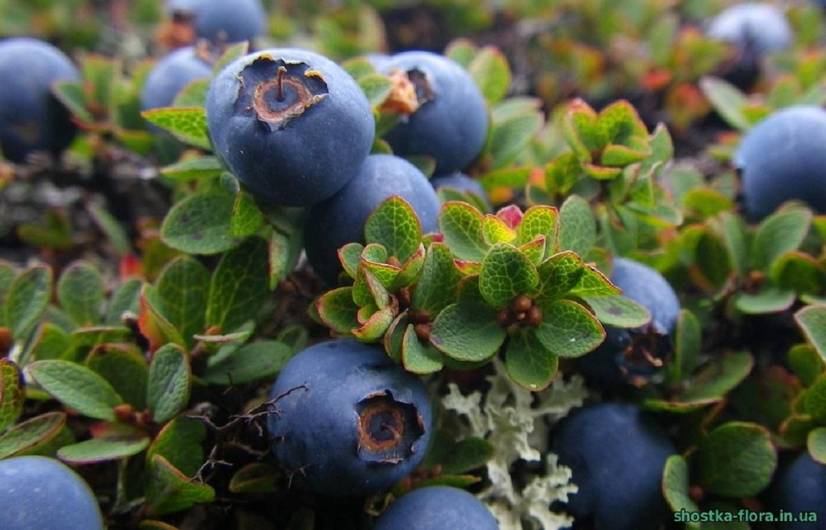 Голубика бьет рекорды Голубика бьет рекорды