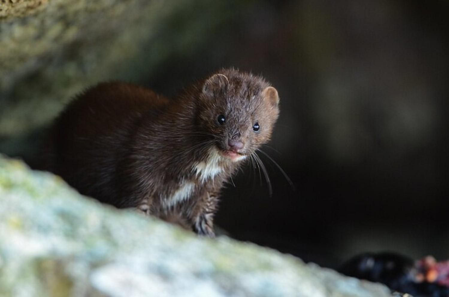 Вакцина против СOVID-19 для животных: в Финляндии работают над препаратом Вакцина против СOVID-19 для животных: в Финляндии работают над препаратом