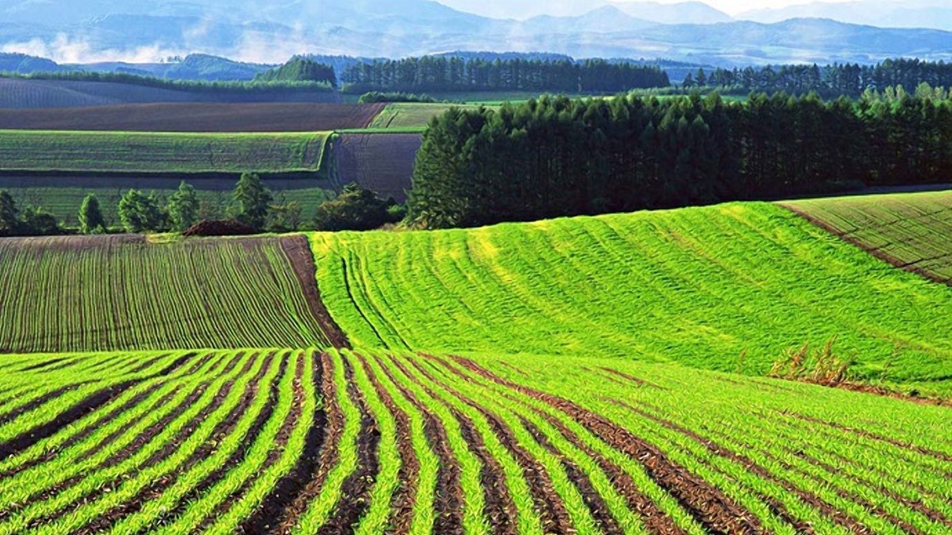 Земельная реформа: сколько будет стоить украинская земля, – мнение эксперта