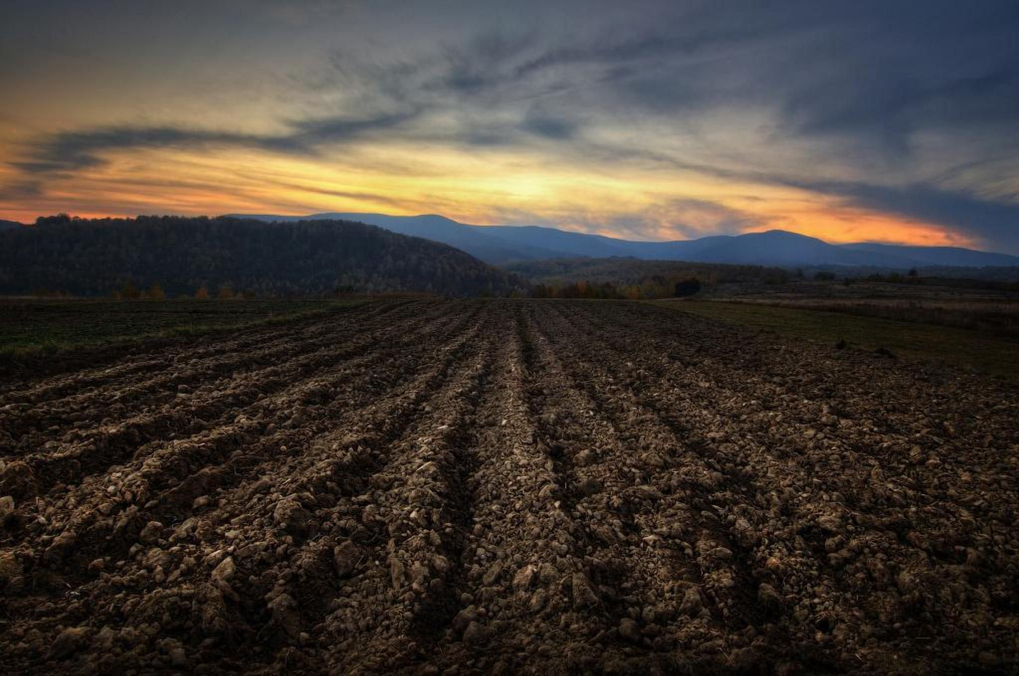 Деградация украинских почв набирает обороты, – исследование Деградация украинских почв набирает обороты, – исследование