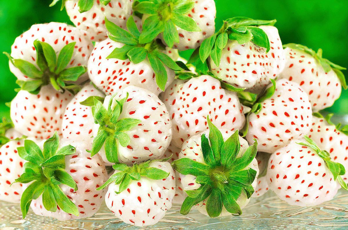 Белая земляника: какие преимущества и недостатки выращивания Белая земляника: какие преимущества и недостатки выращивания