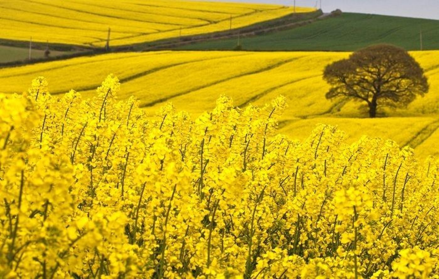 Україна – найважливіший виробник ріпаку для Німеччини Україна – найважливіший виробник ріпаку для Німеччини