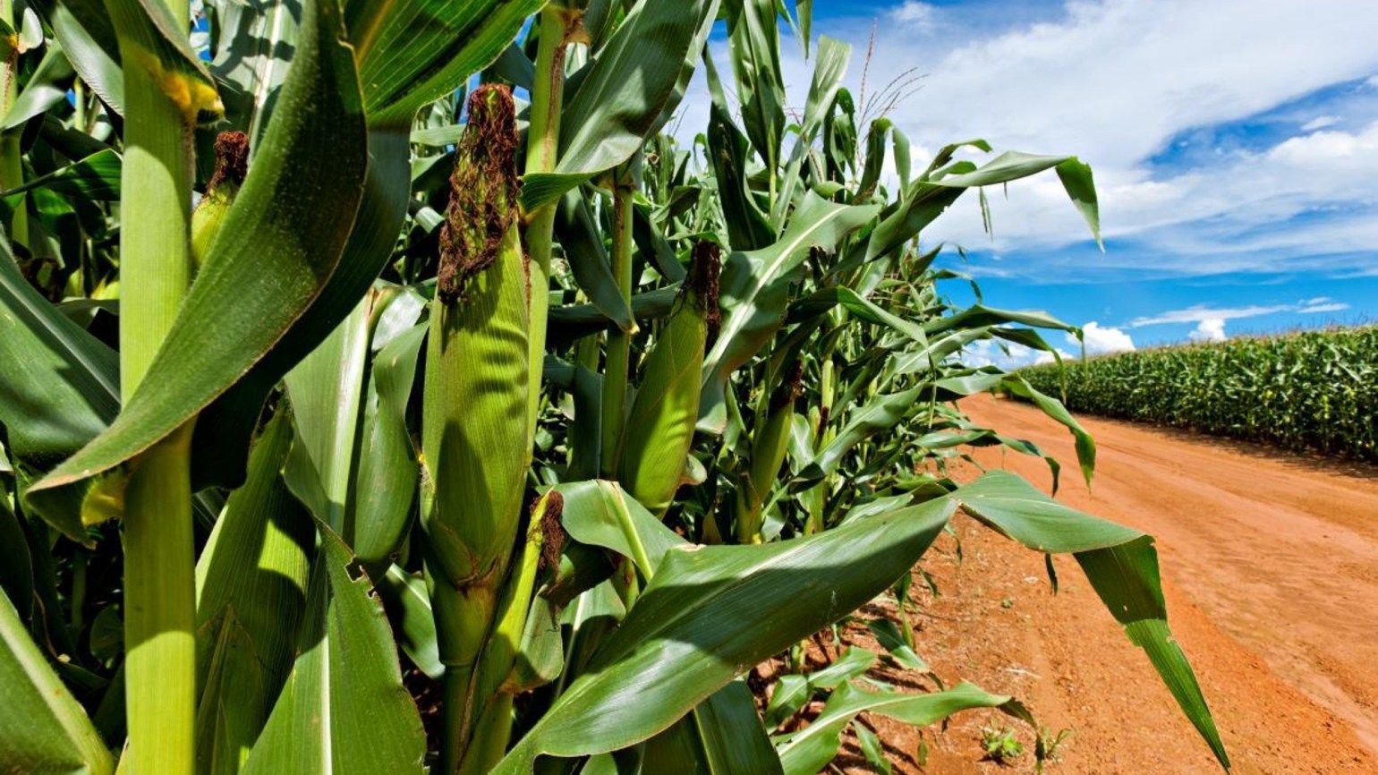 Препараты BASF для защиты кукурузы