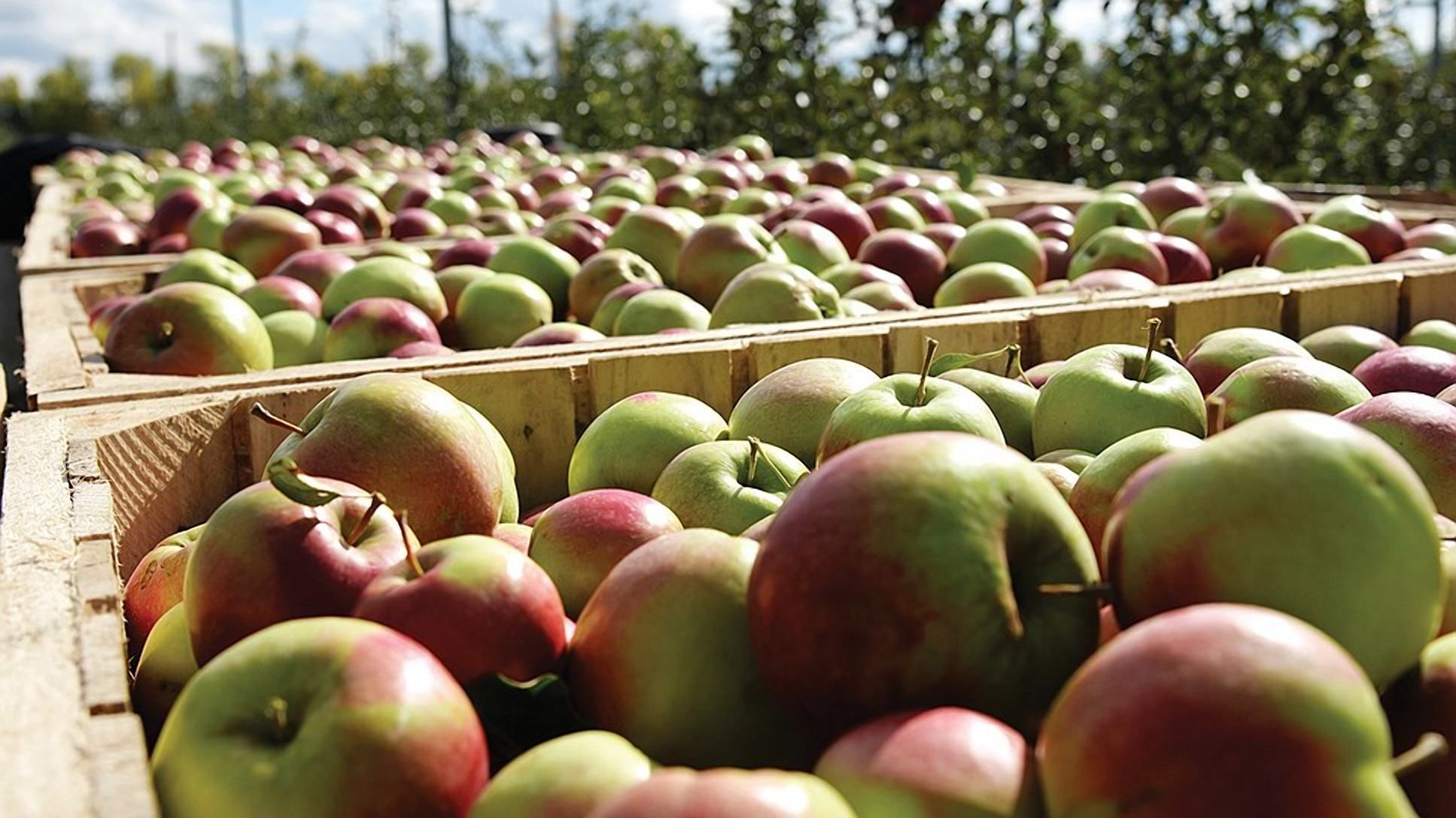 Японські вчені винайшли робота-збирача фруктів Японські вчені винайшли робота-збирача фруктів