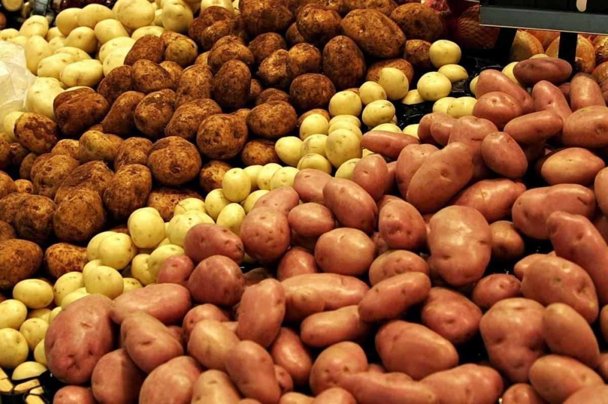 В Украине зарегистрировали 85 новых сортов картофеля