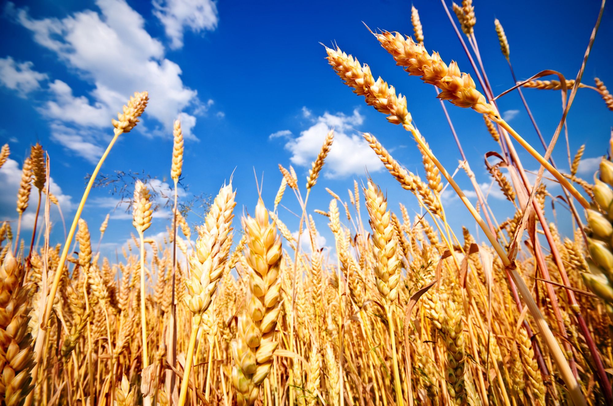 Йорданія придбала українську пшеницю