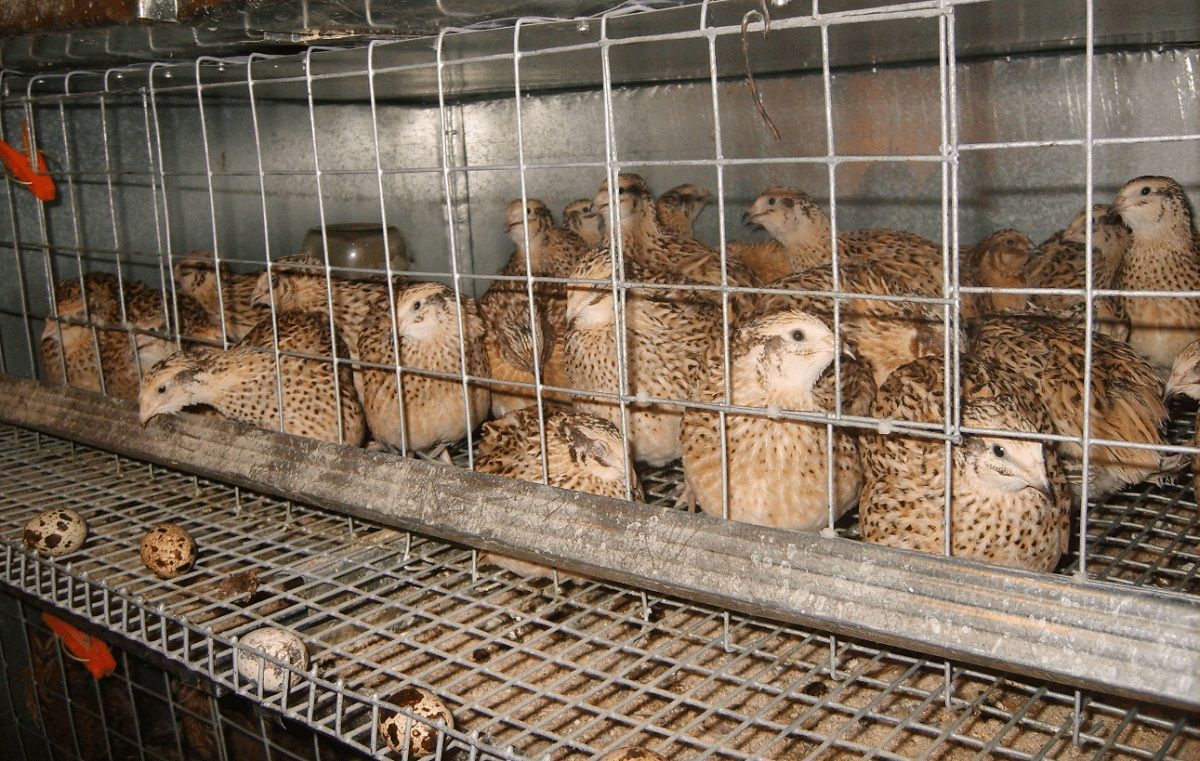 Бізнес на перепелах Бізнес на перепелах