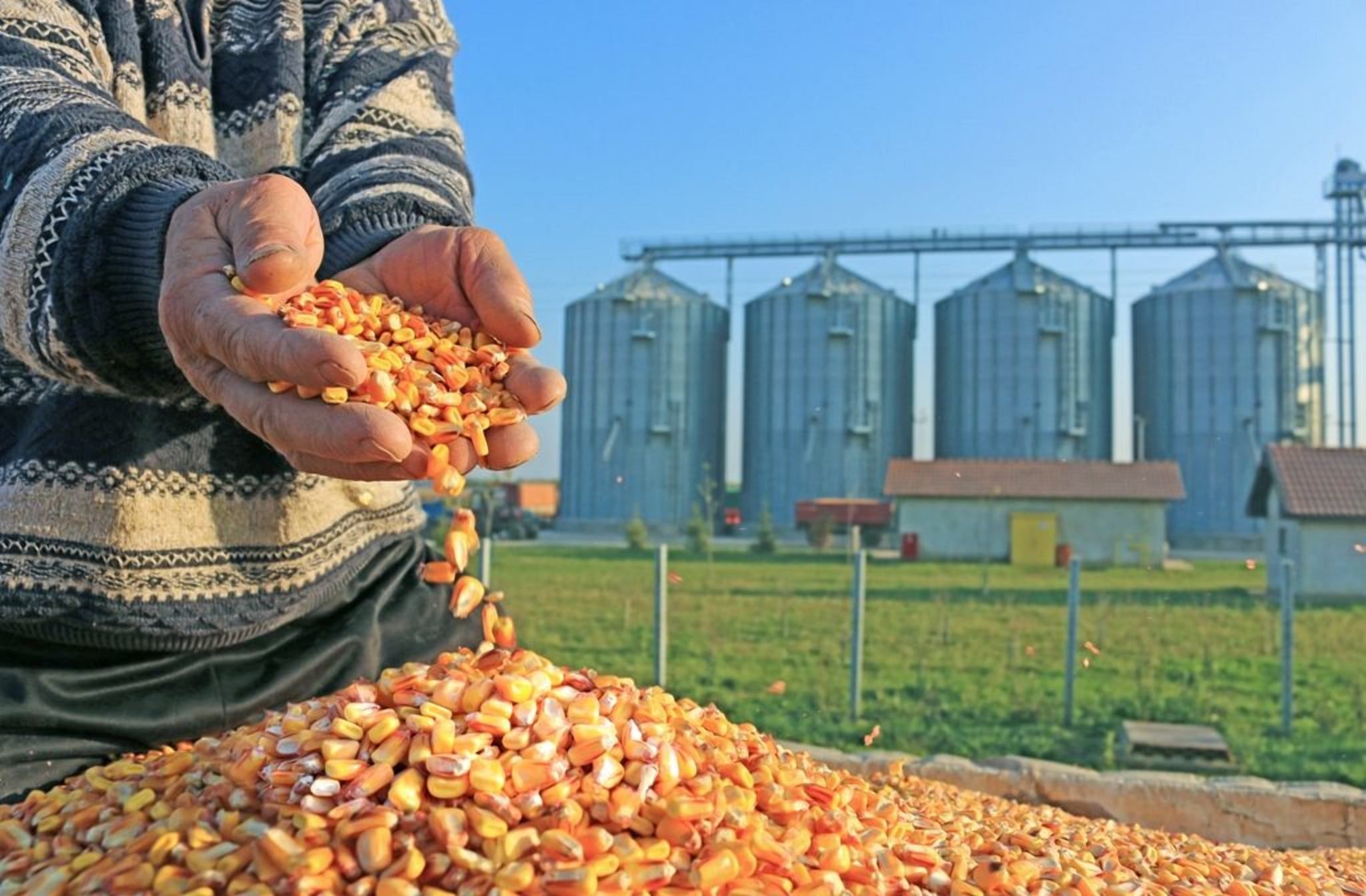 Китайская компания хочет построить завод по переработке кукурузы в Украине: сумма инвестиций