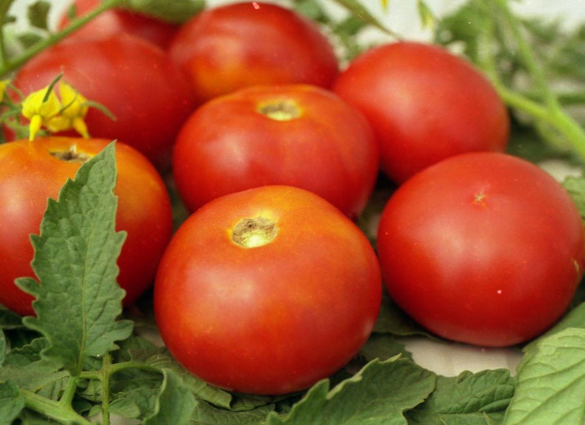 Імпортні томати: як впливають на асортимент та ціну