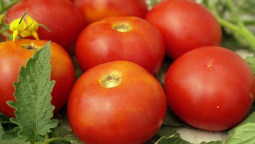 Импортные томаты: как влияют на ассортимент и цену