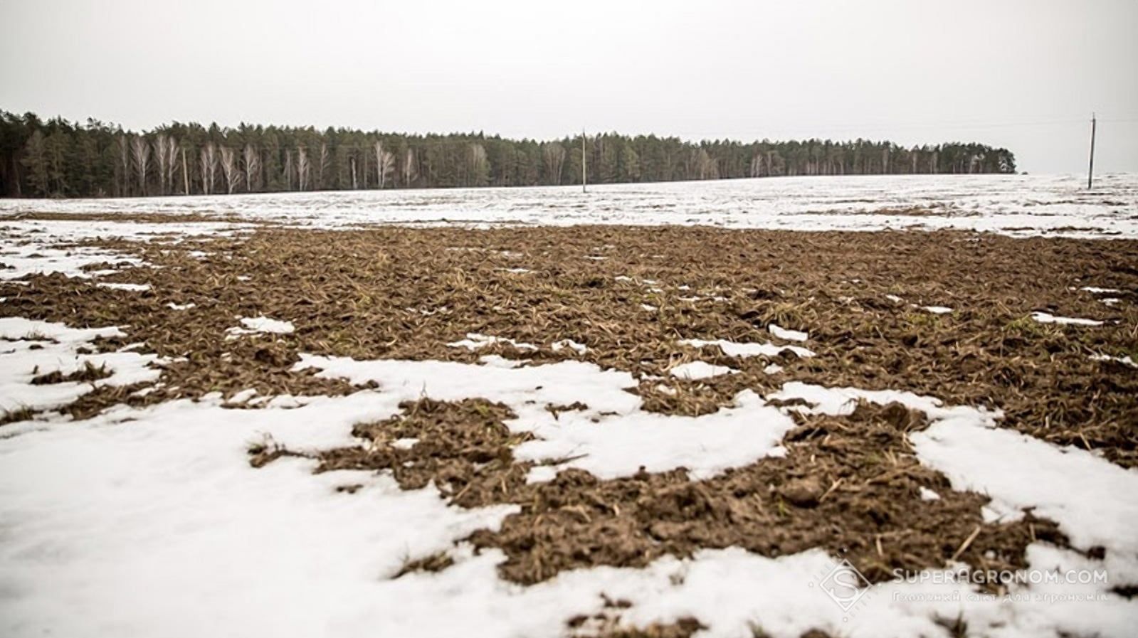 Крымский фермер засеял заснеженное поле кориандром Крымский фермер засеял заснеженное поле кориандром