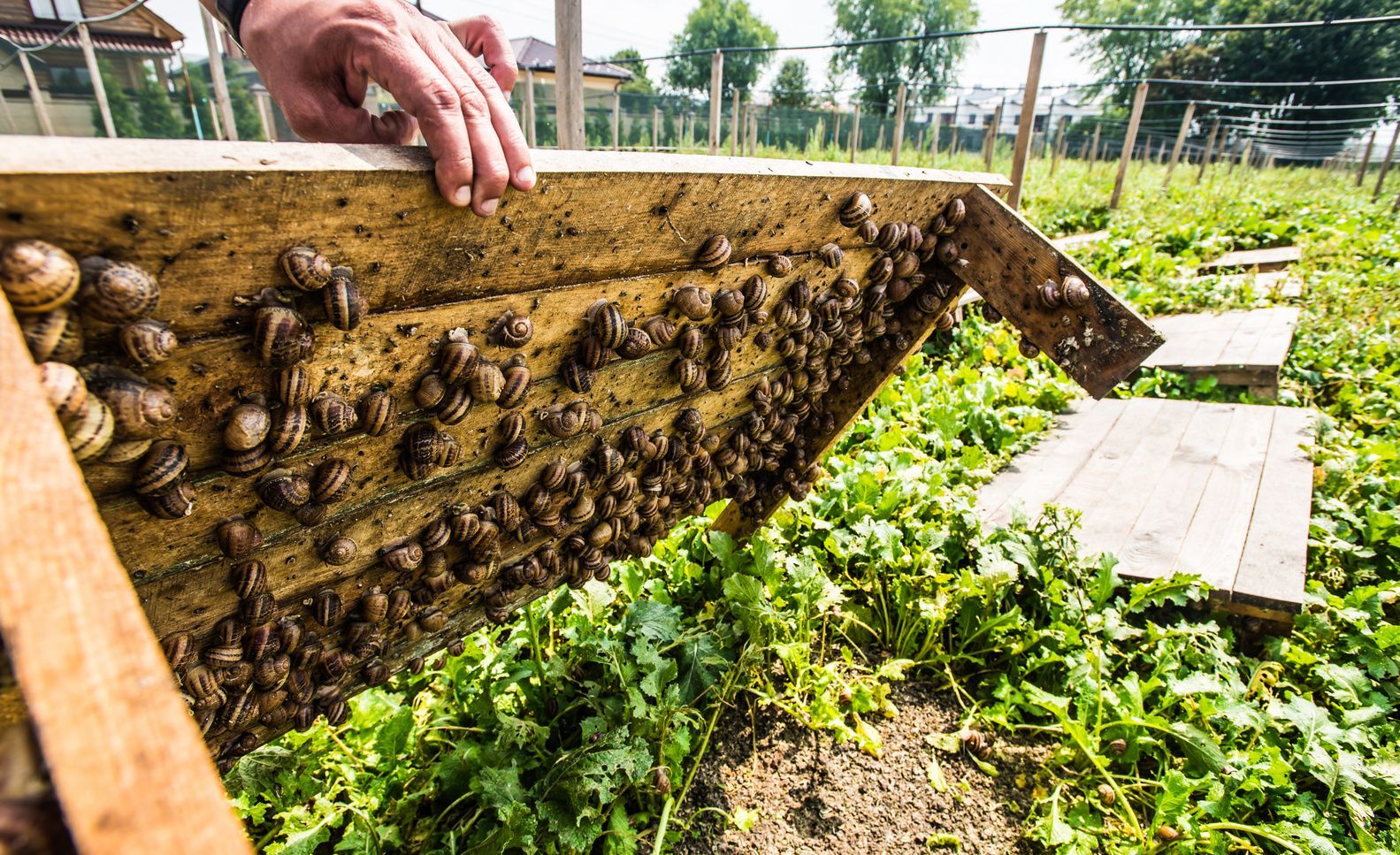 Улиточная ферма Улиточная ферма