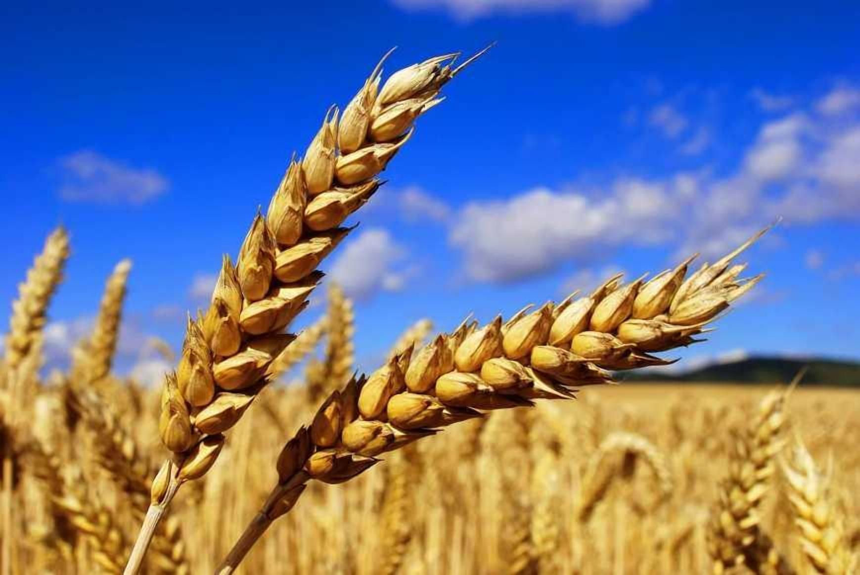 Египет закупил украинскую пшеницу