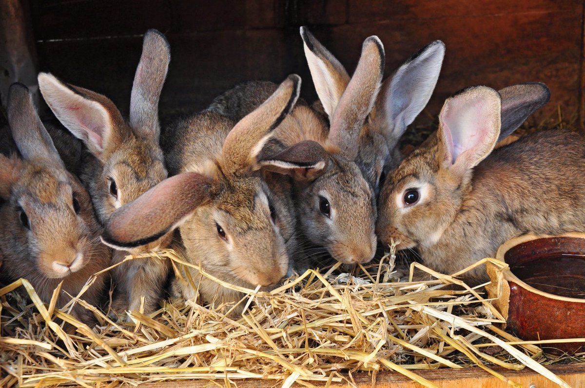 В Украине обвалилось промышленное кролиководство