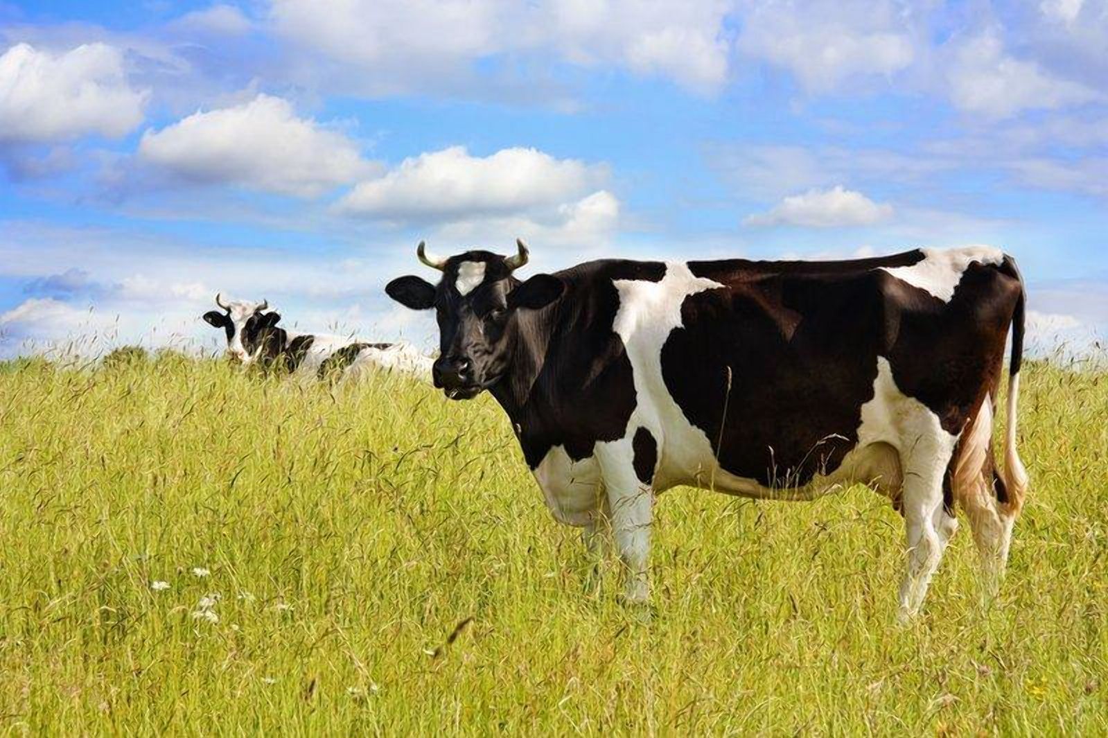 Українське тваринництво зазнало збитків у 3 мільярди гривень Українське тваринництво зазнало збитків у 3 мільярди гривень