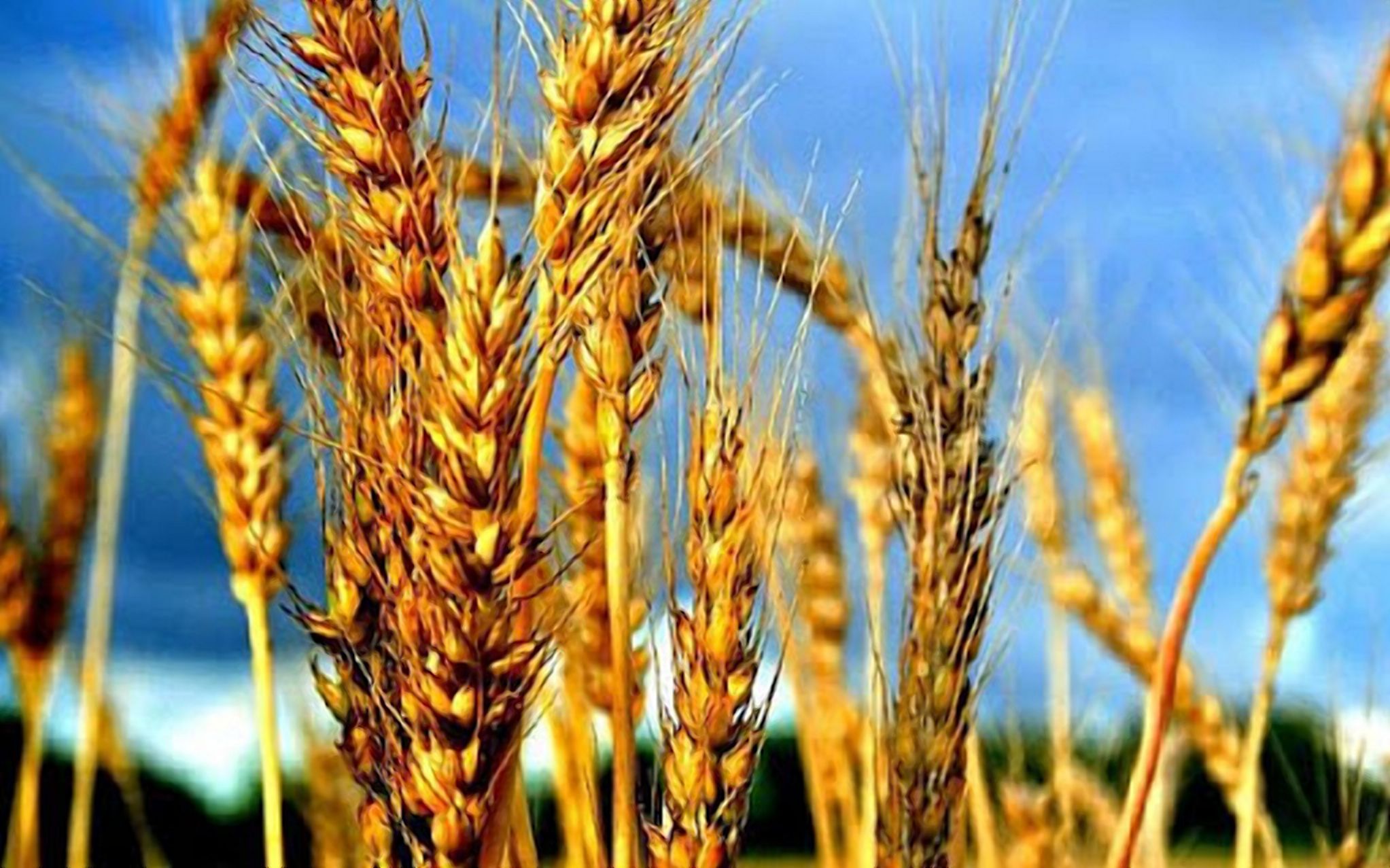 Падіння цін на пшеницю: причини