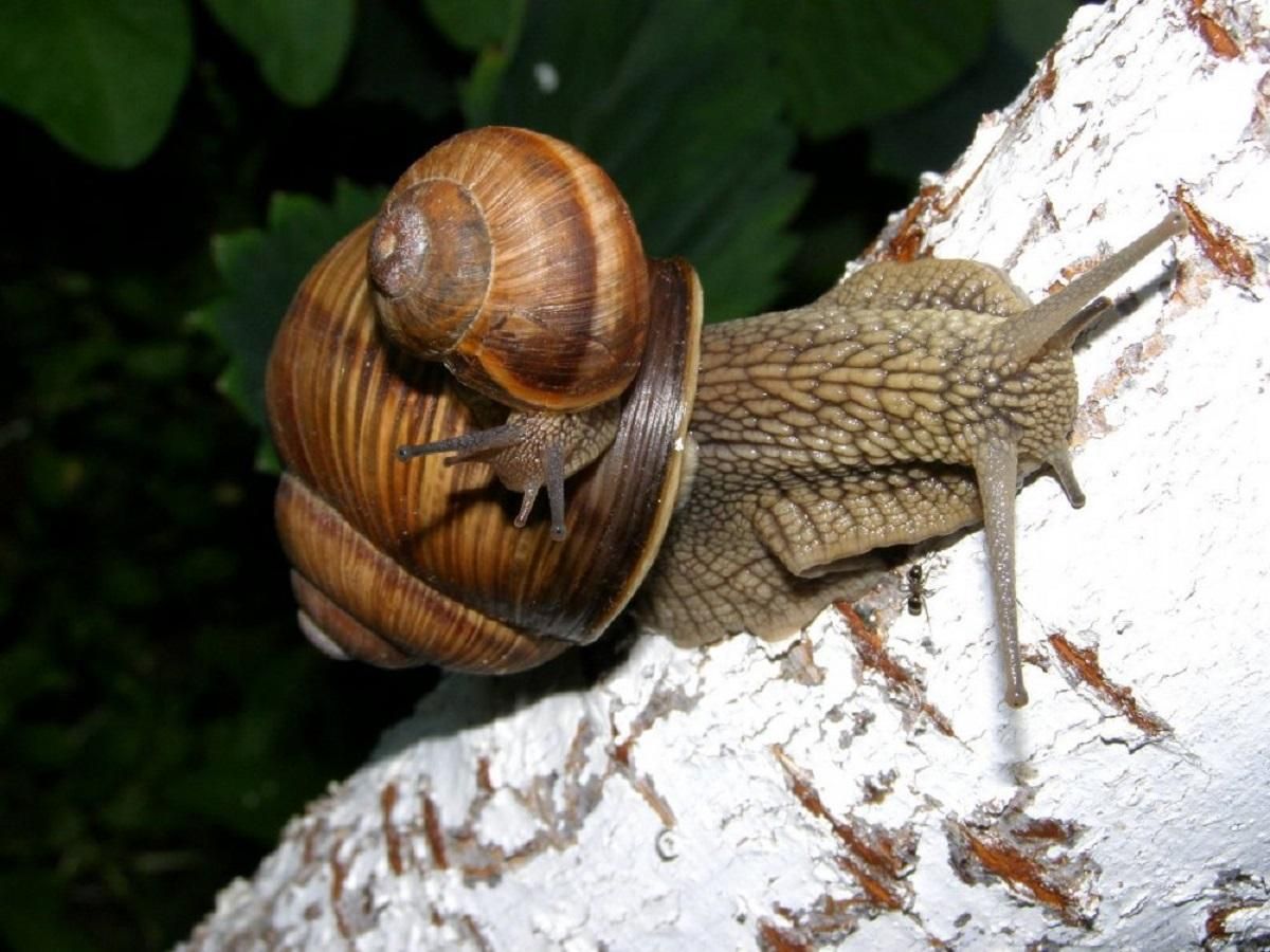 Выращивание улиток – перспективный бизнес Выращивание улиток – перспективный бизнес