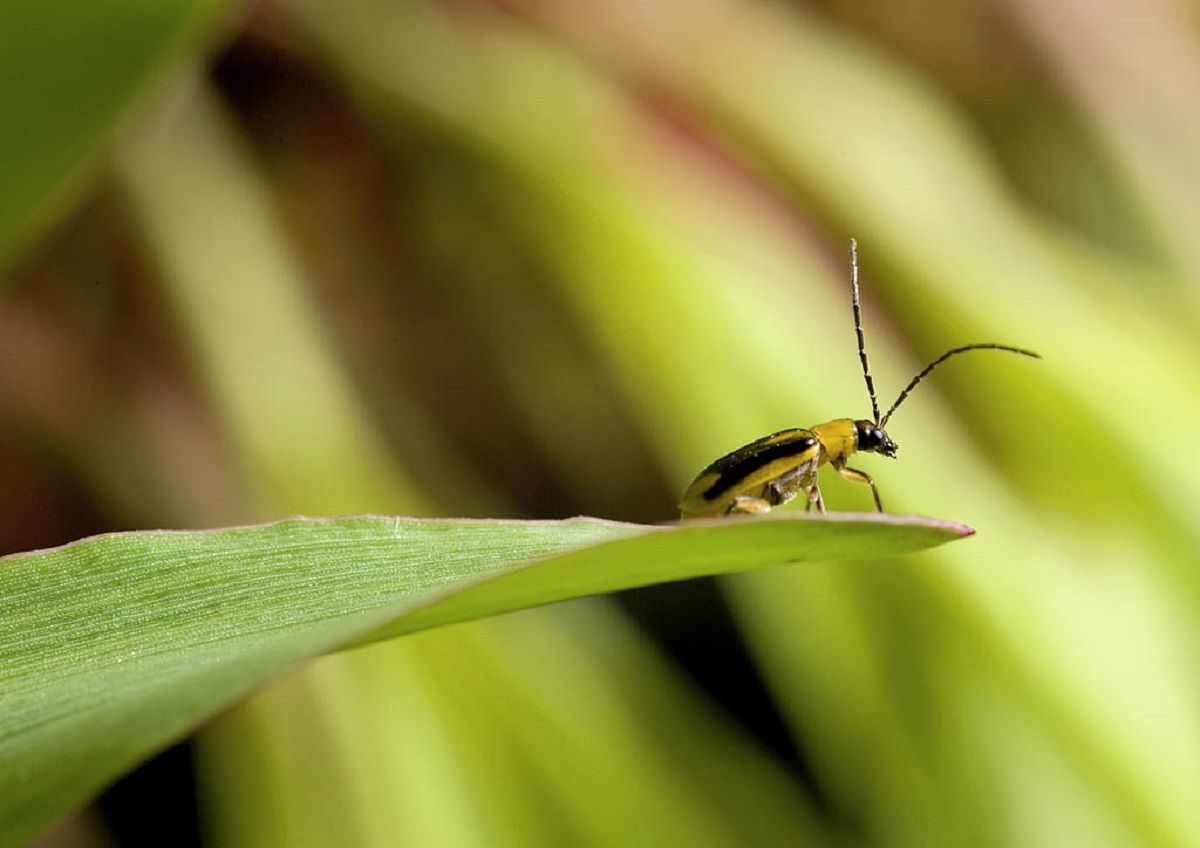 Західний кукурудзяний жук (діабротика) Західний кукурудзяний жук (діабротика)