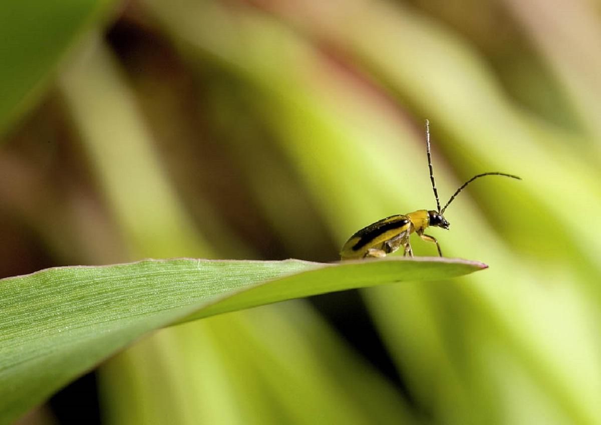 Західний кукурудзяний жук (діабротика) Західний кукурудзяний жук (діабротика)