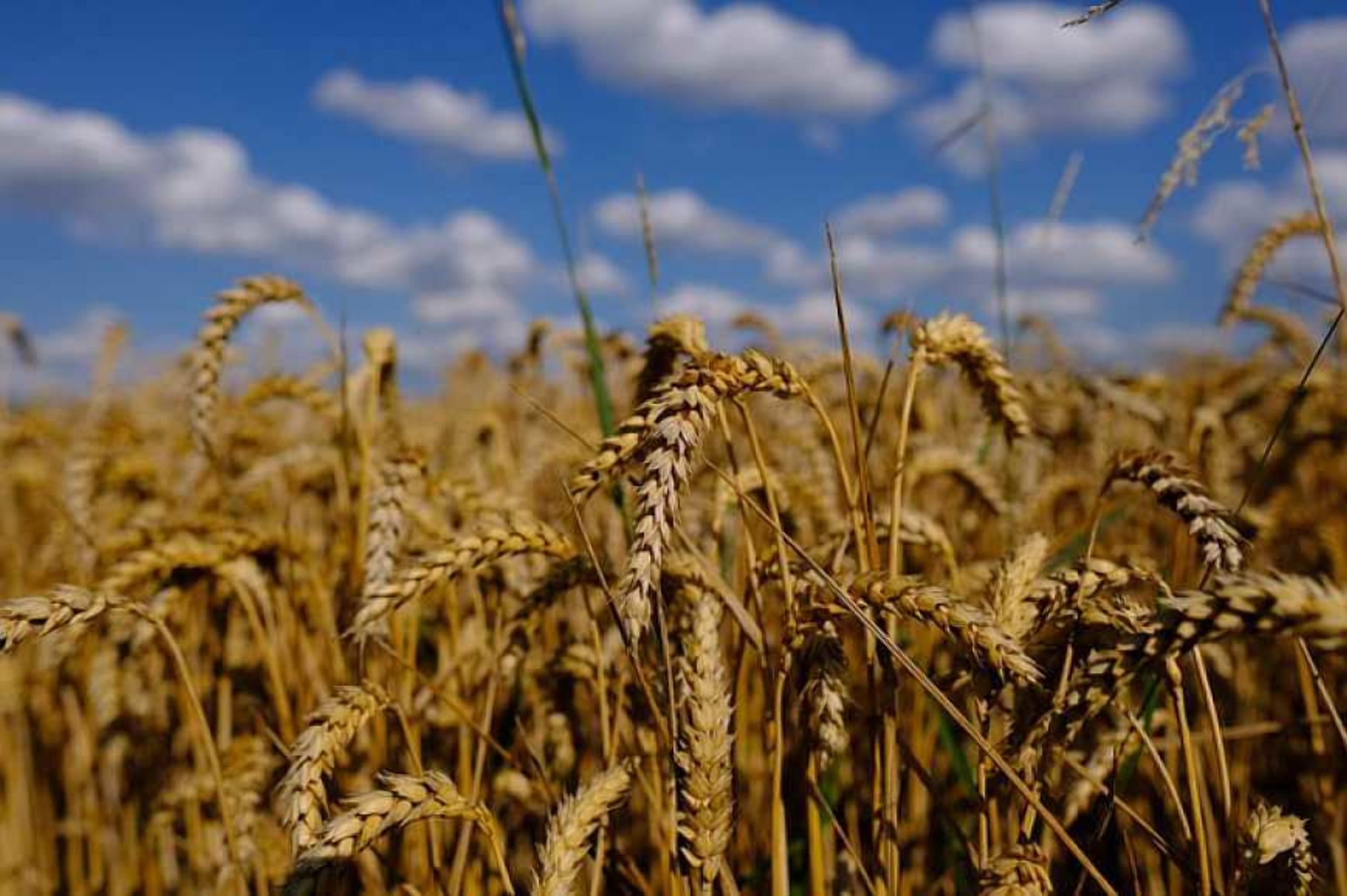 Україна зменшує площі посіву пшениці