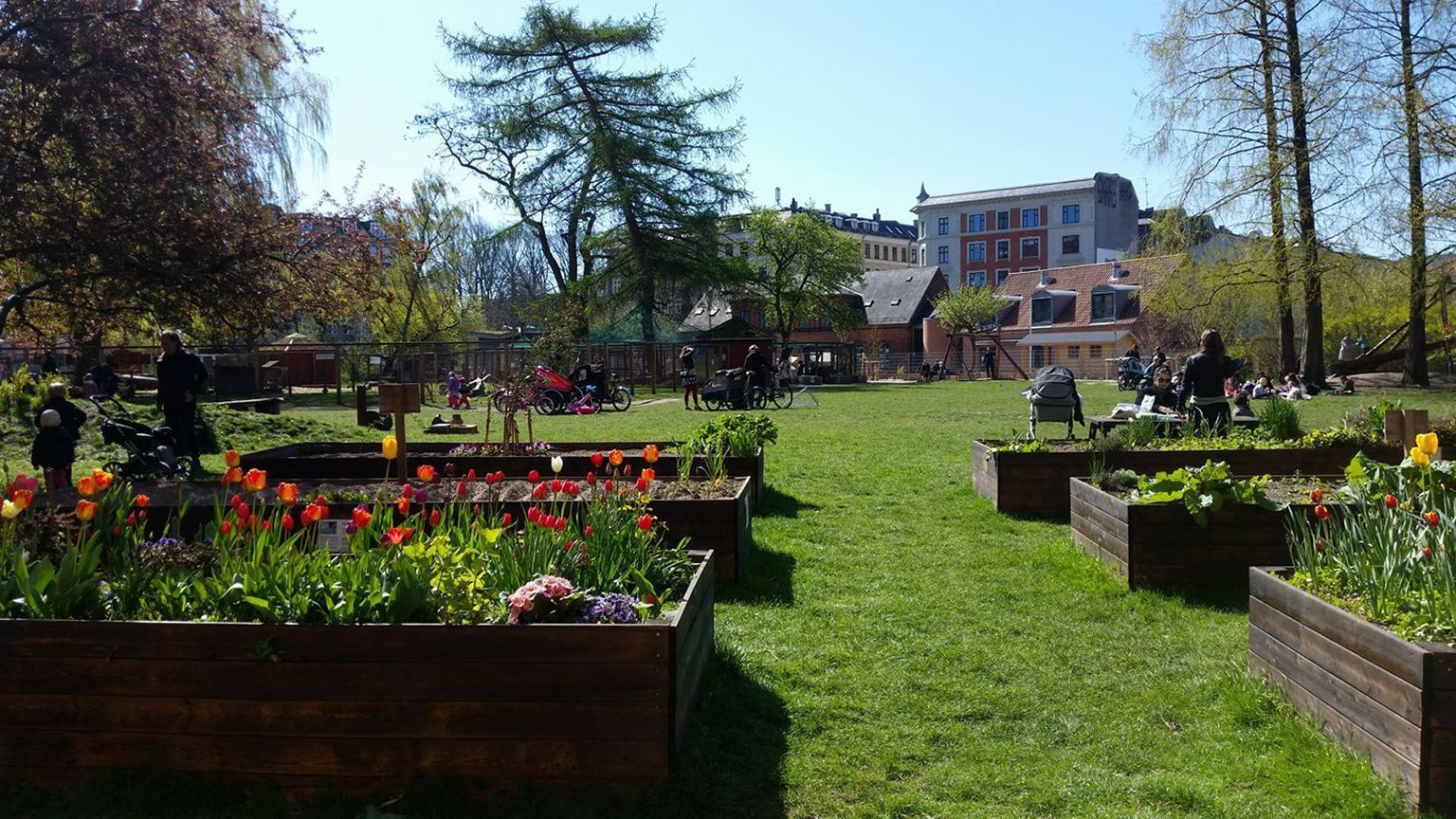 Міські городи: новий агротренд захоплює Європу