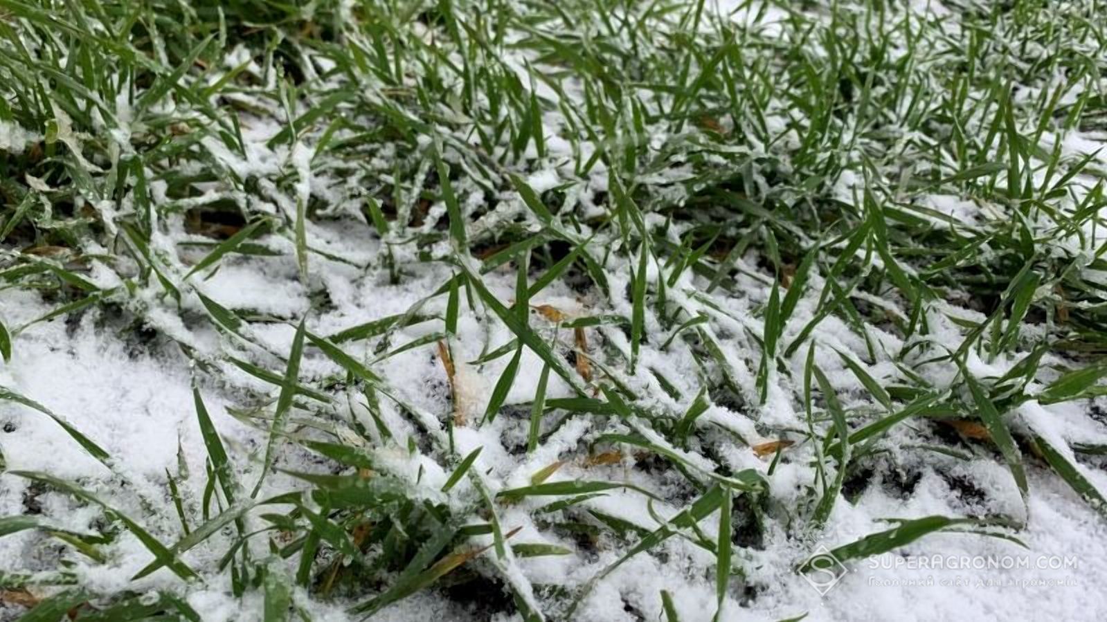 Одещина ризикує залишитися без врожаю Одещина ризикує залишитися без врожаю
