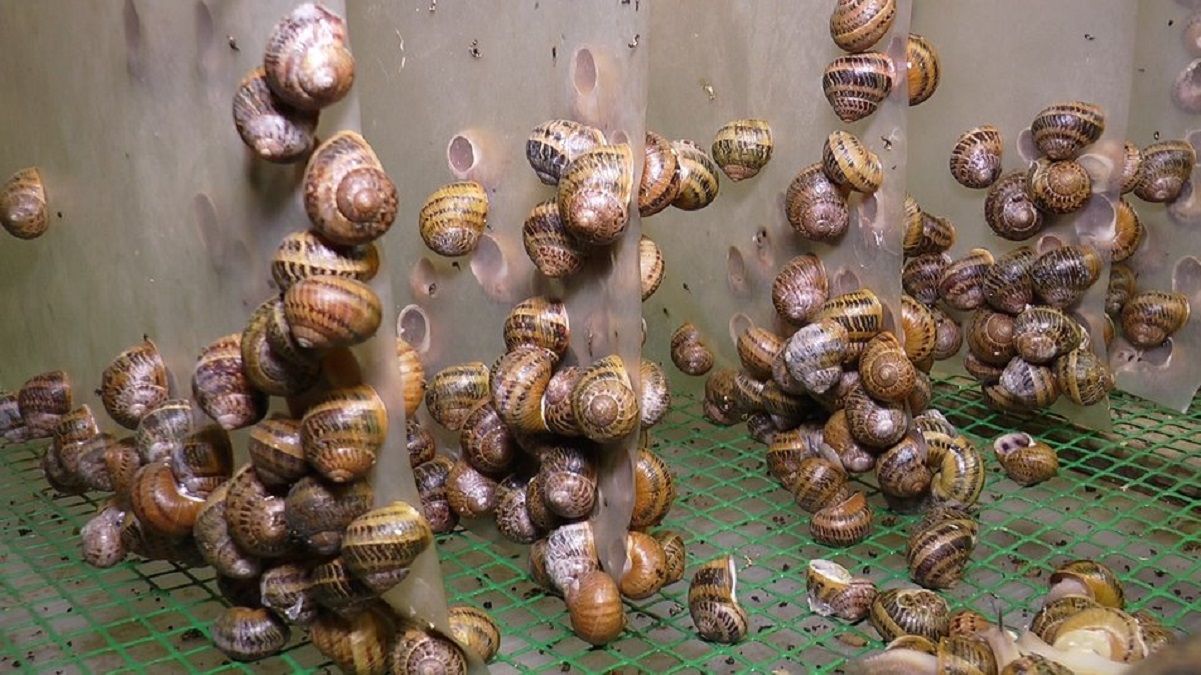 Натуральная косметика из слизи улиток Натуральная косметика из слизи улиток