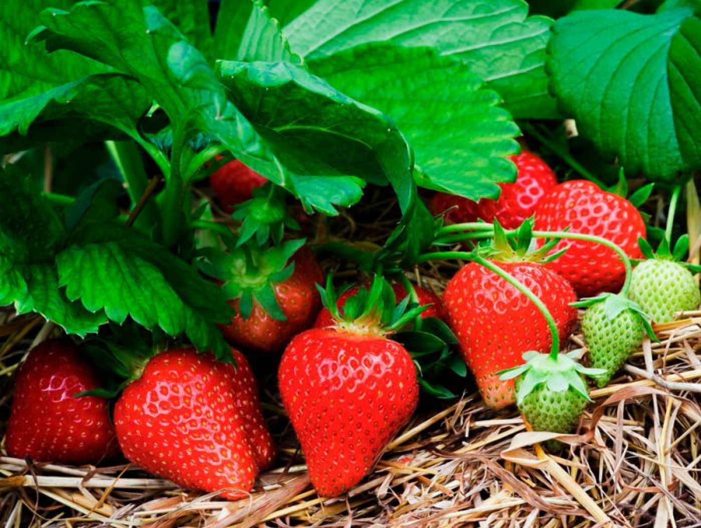 Смачна полуниця з високою врожайністю: у США вивели два нові сорти ягоди