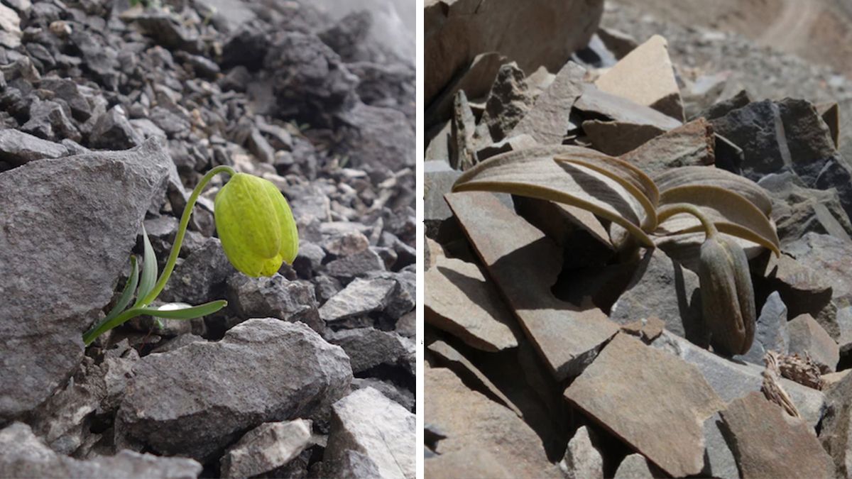 Цветок, который научился маскироваться от людей: фото Цветок, который научился маскироваться от людей: фото