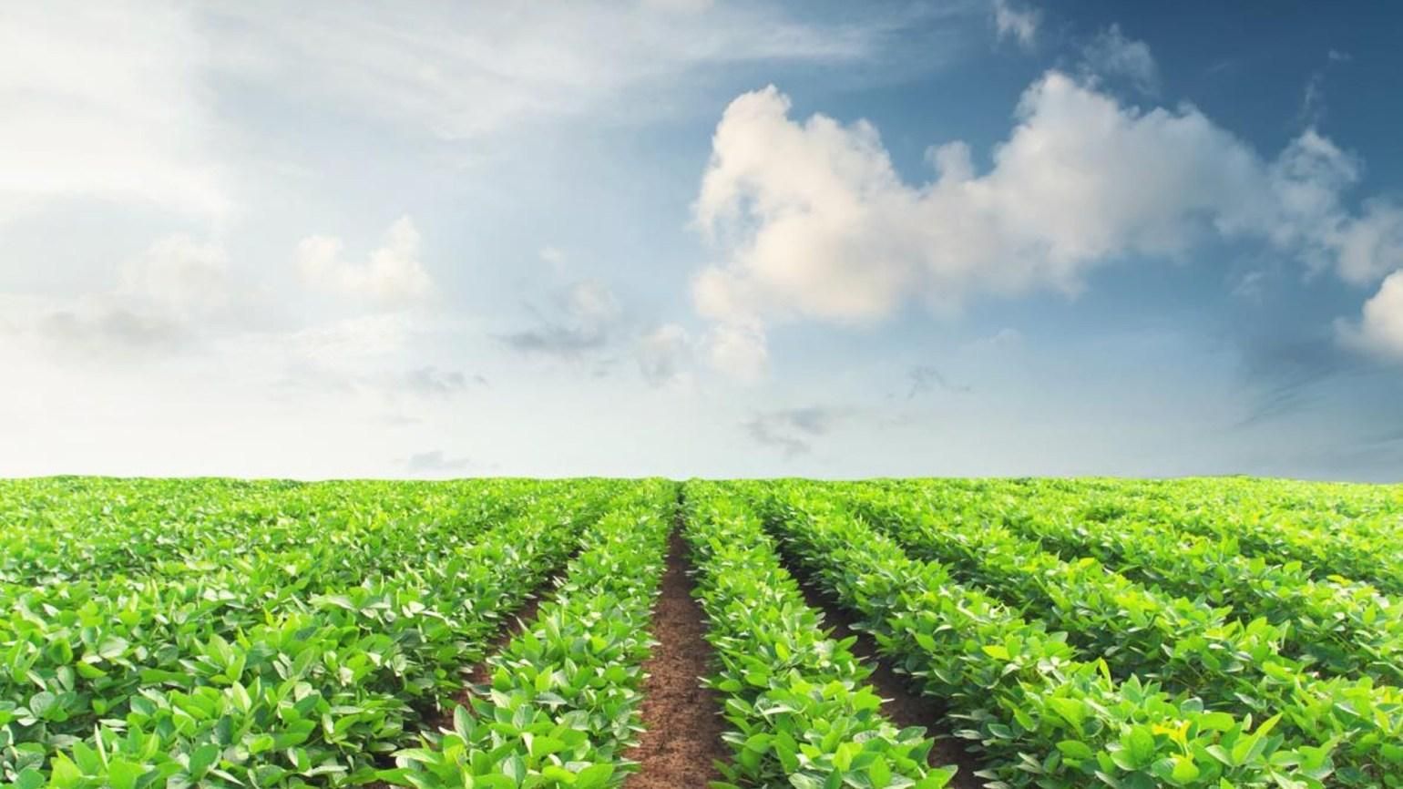 Качественная защита каждой семечки – залог высоких урожаев сои Качественная защита каждой семечки – залог высоких урожаев сои