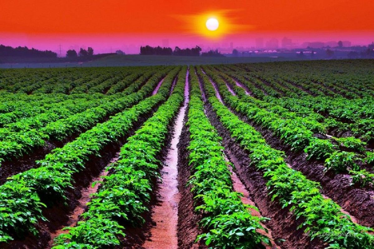 Фитнес-картофель Фитнес-картофель