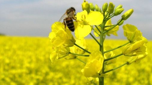 Ефективний захист і прибавка врожаю: Піктор® – найкращий фунгіцид для ріпаку в період цвітіння
