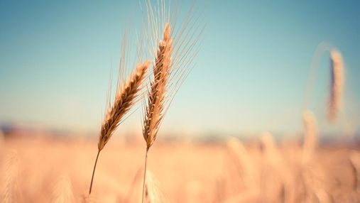 Україна опустилася в рейтингу експортерів пшениці