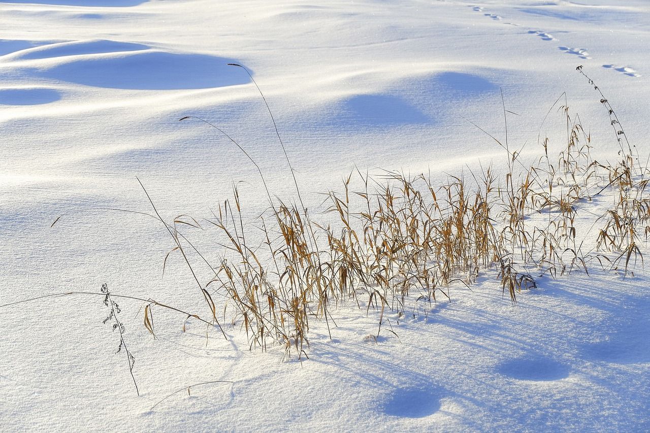 Хвороба може масово уразити озимі культури в Україні Хвороба може масово уразити озимі культури в Україні