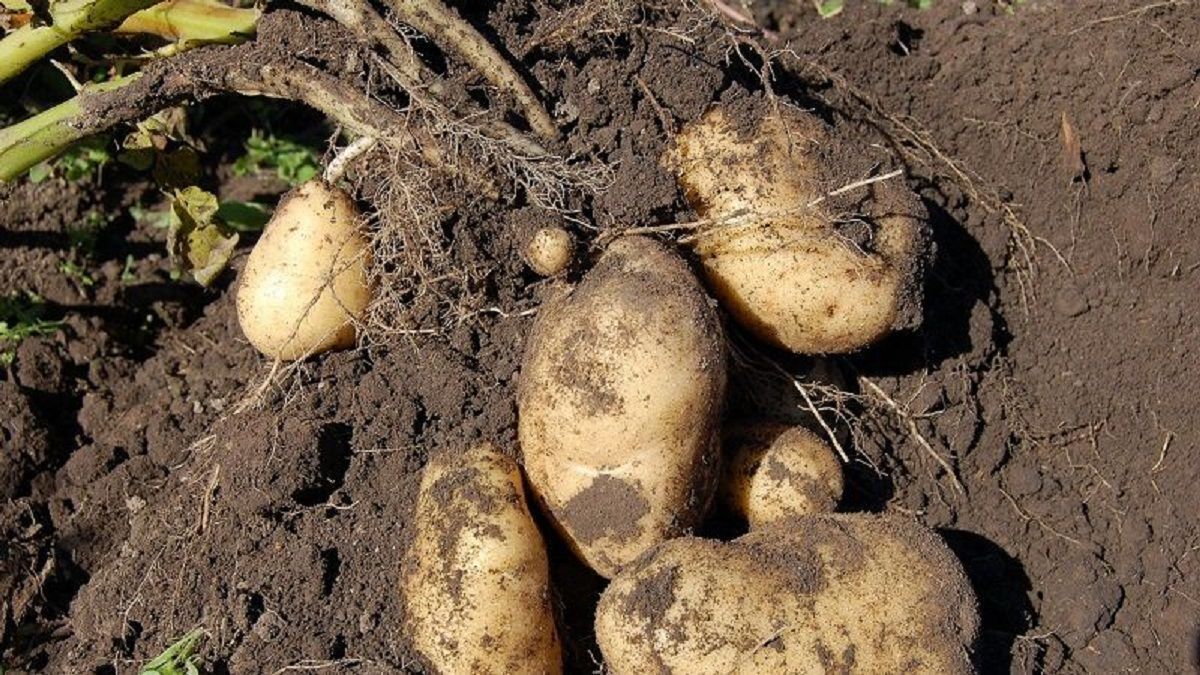 Картофель в Украине