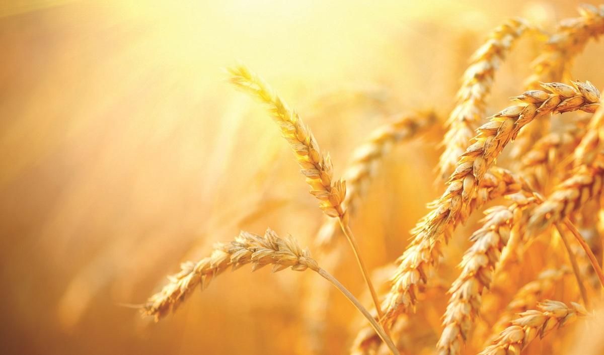 Зерновые культуры Зерновые культуры