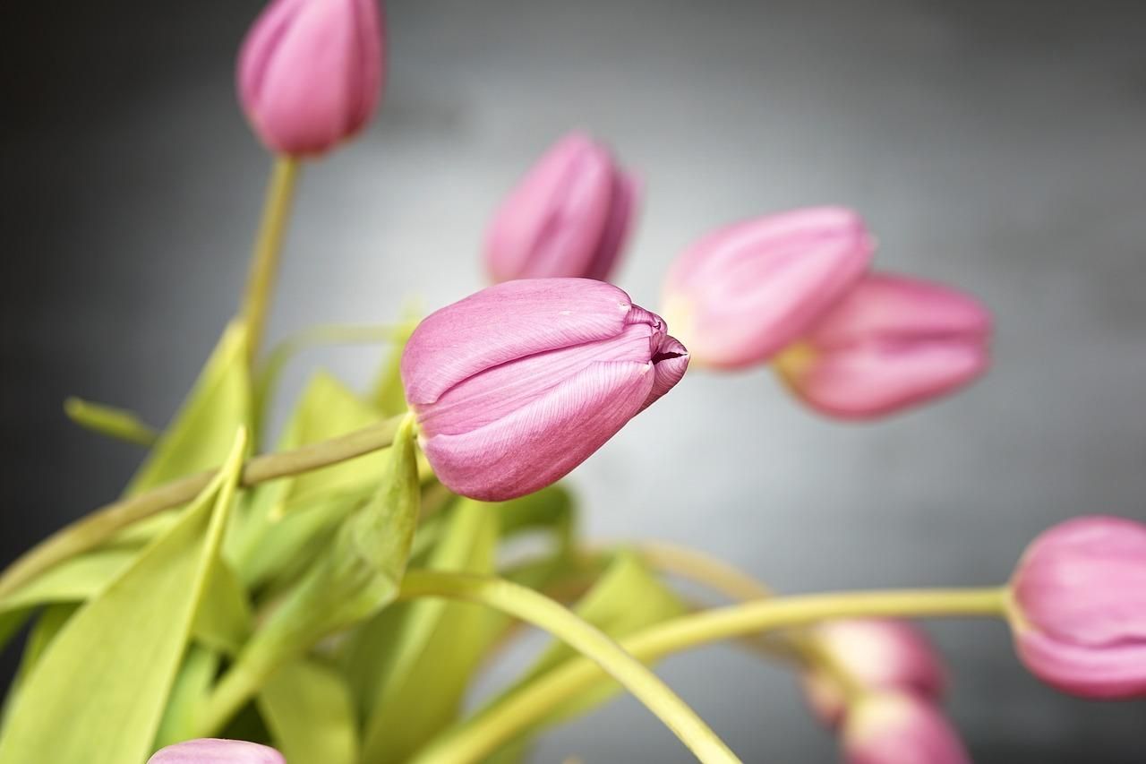 Самые популярные цветы 8 марта выросли в цене: причина не в ажиотаже