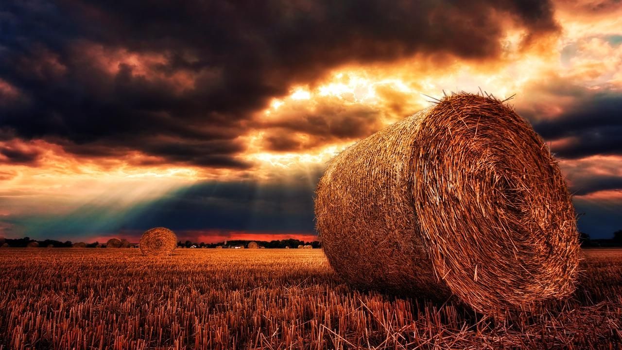 Засуха может негативно повлиять на урожай в Украине