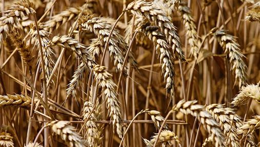 Новий рекорд: світове виробництво пшениці продовжує зростати