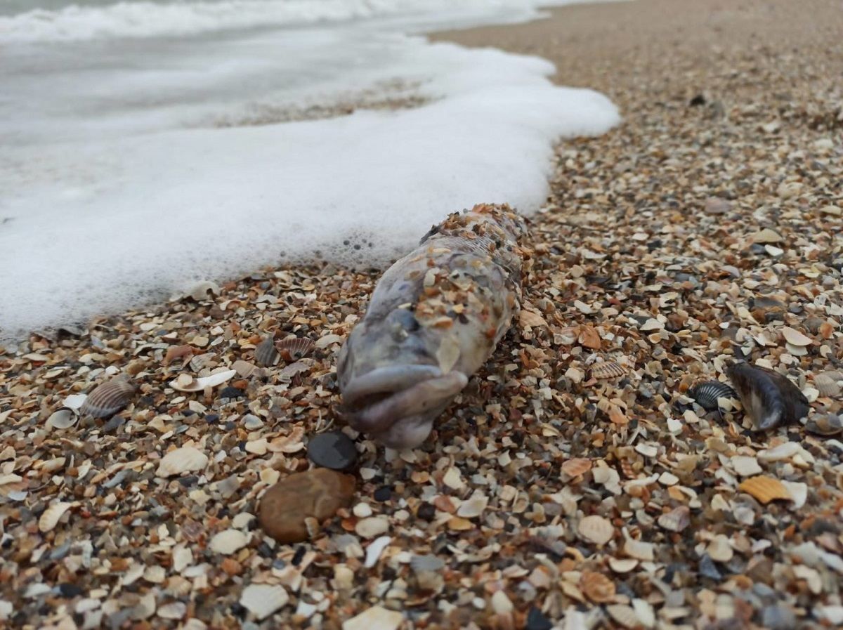 Загиблий бичок Загиблий бичок