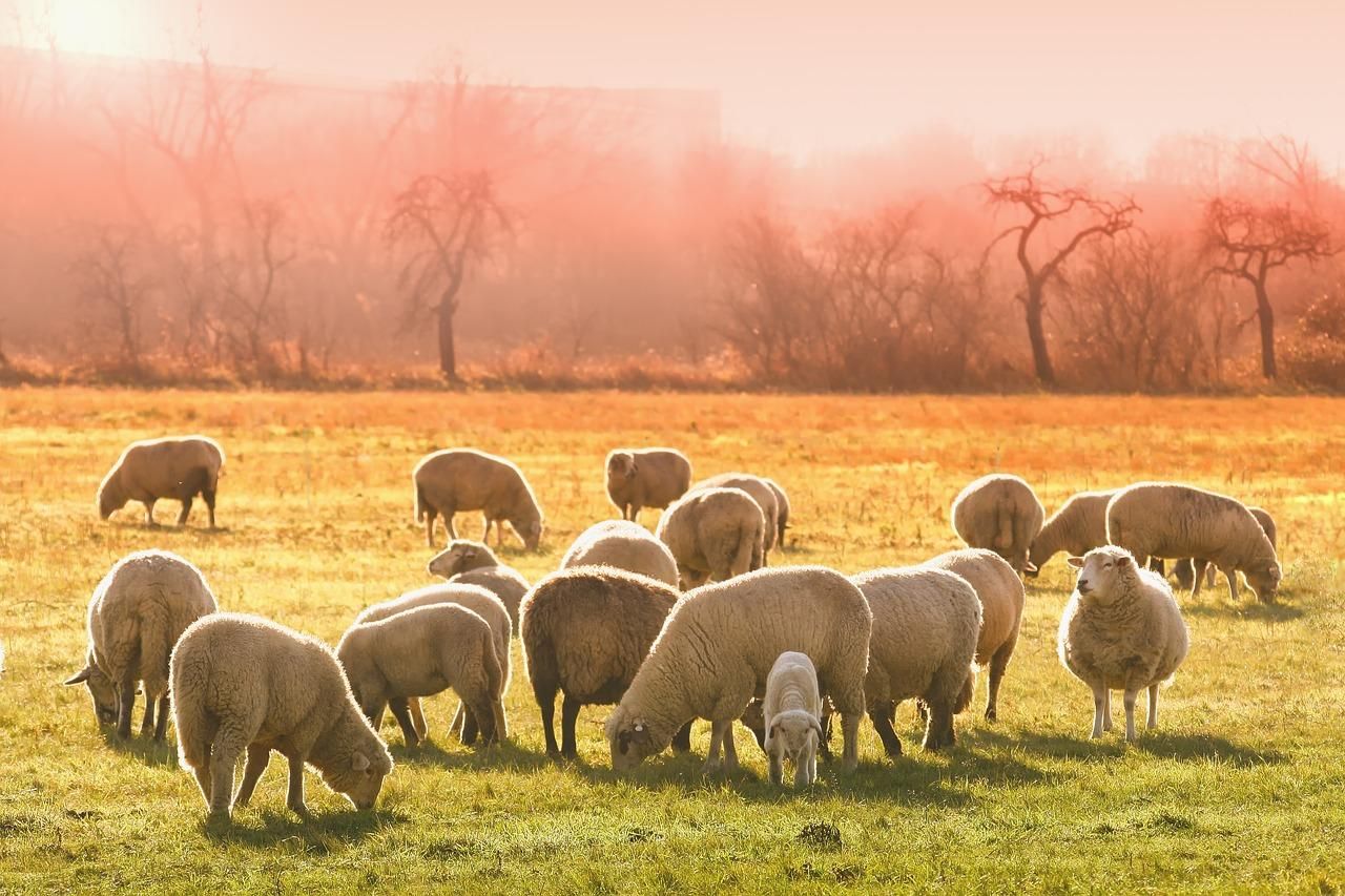 Украинские овцеводы установили экспортный рекорд