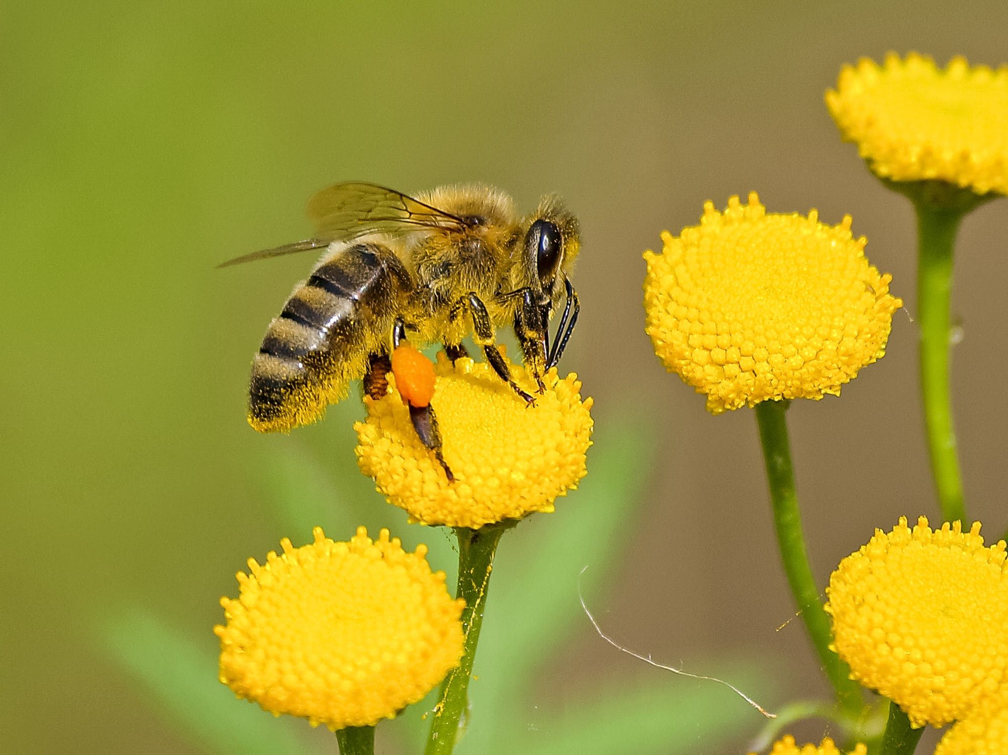 6 дивовижних фактів про бджіл