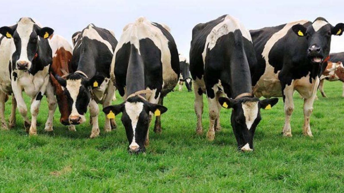Коровы и метан