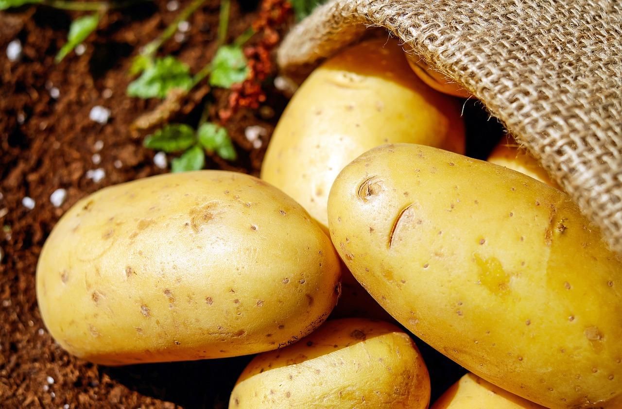 Червона картопля: в Україні вивели нові унікальні сорти